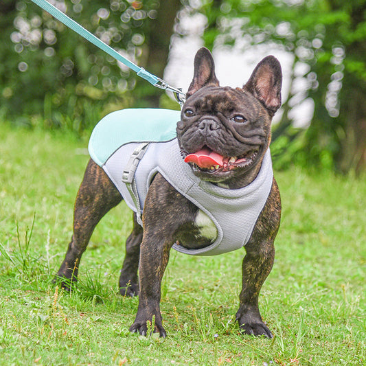 5 Reasons Why a Dog Harness Vest is Better Than a Standard Collar for Daily Walks